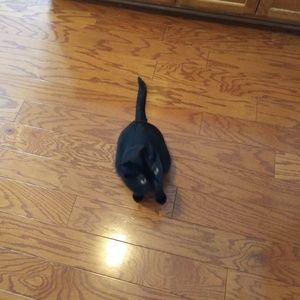 Meet your Posher, Steve